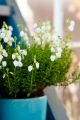 Die weißen, zarten Blüten der Irischen Glockenheide stehen in einem beruhigenden Kontrast zum türkisen Übertopf. © Azerca